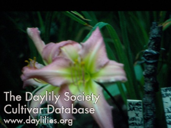 Daylily Orchid Pirouette